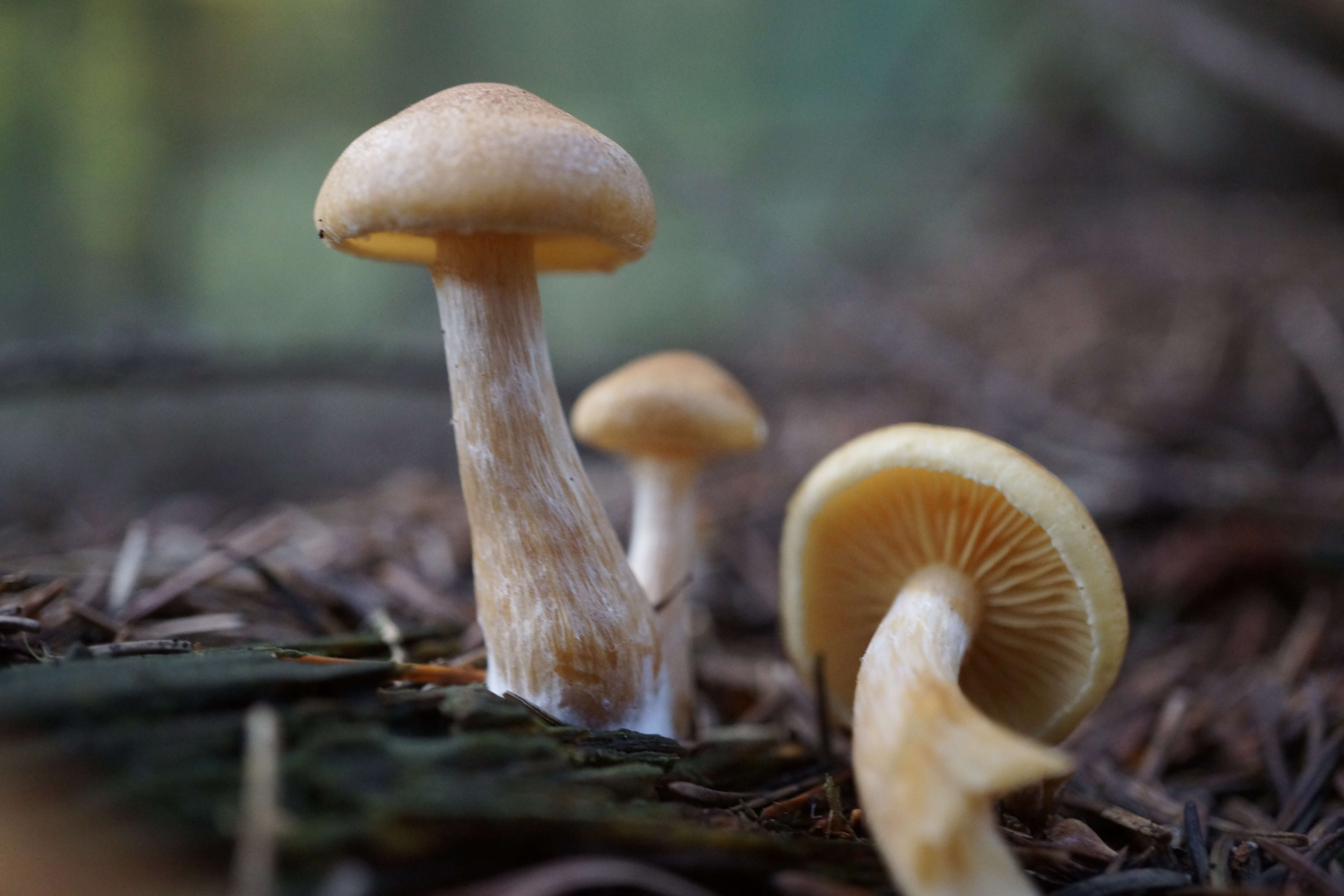 Image of Gymnopilus