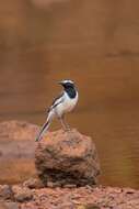 Image of White-browed Wagtail