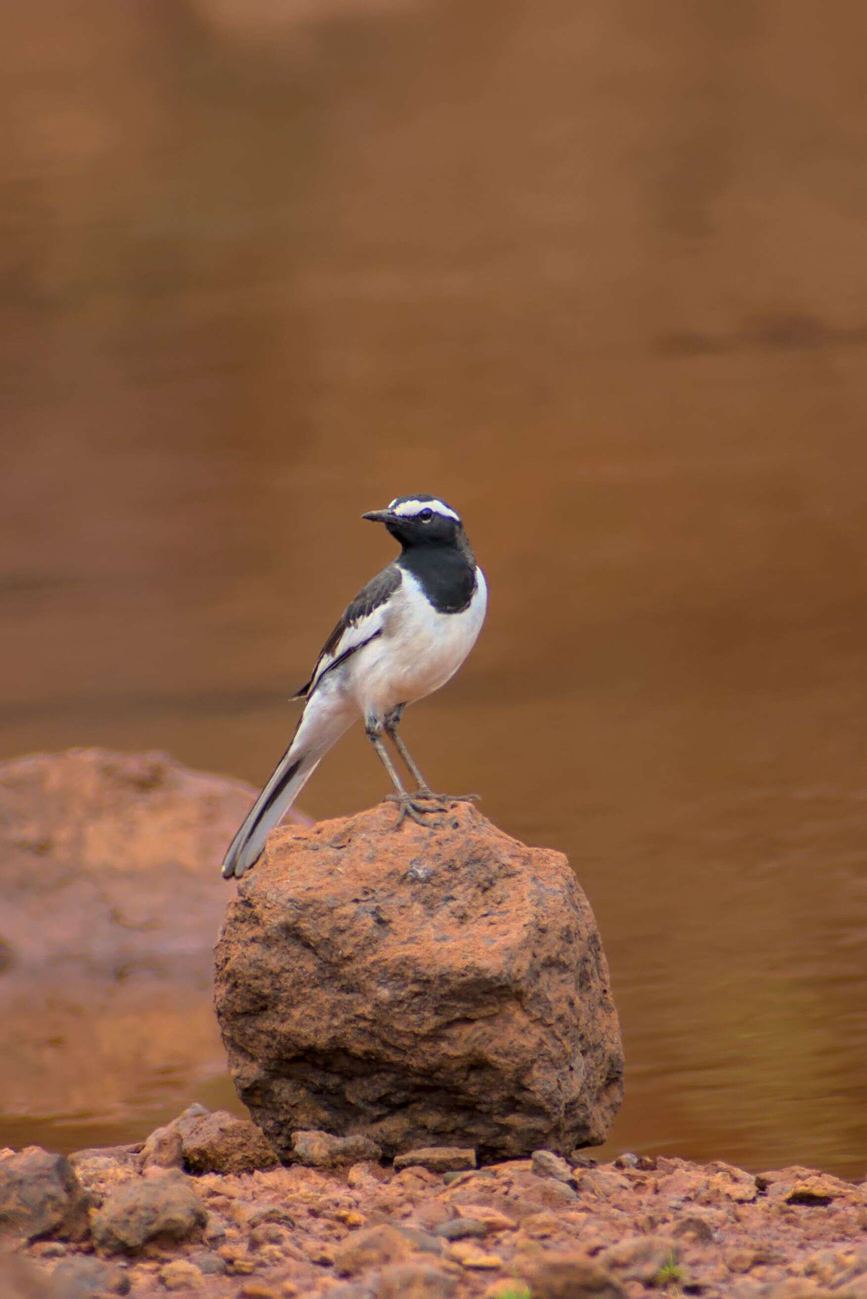 Image of White-browed Wagtail