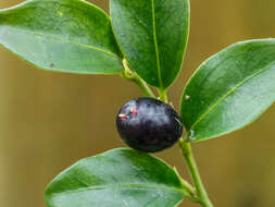 Image of Sarcococca hookeriana Baill.