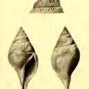 Image of Xanthodaphne pyriformis (Schepman 1913)