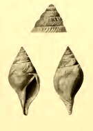 Image of Xanthodaphne pyriformis (Schepman 1913)