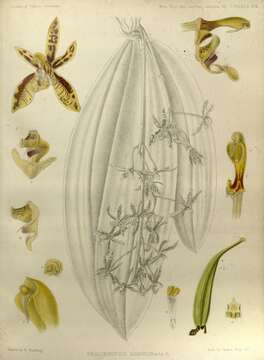 Image of Phalaenopsis mannii Rchb. fil.