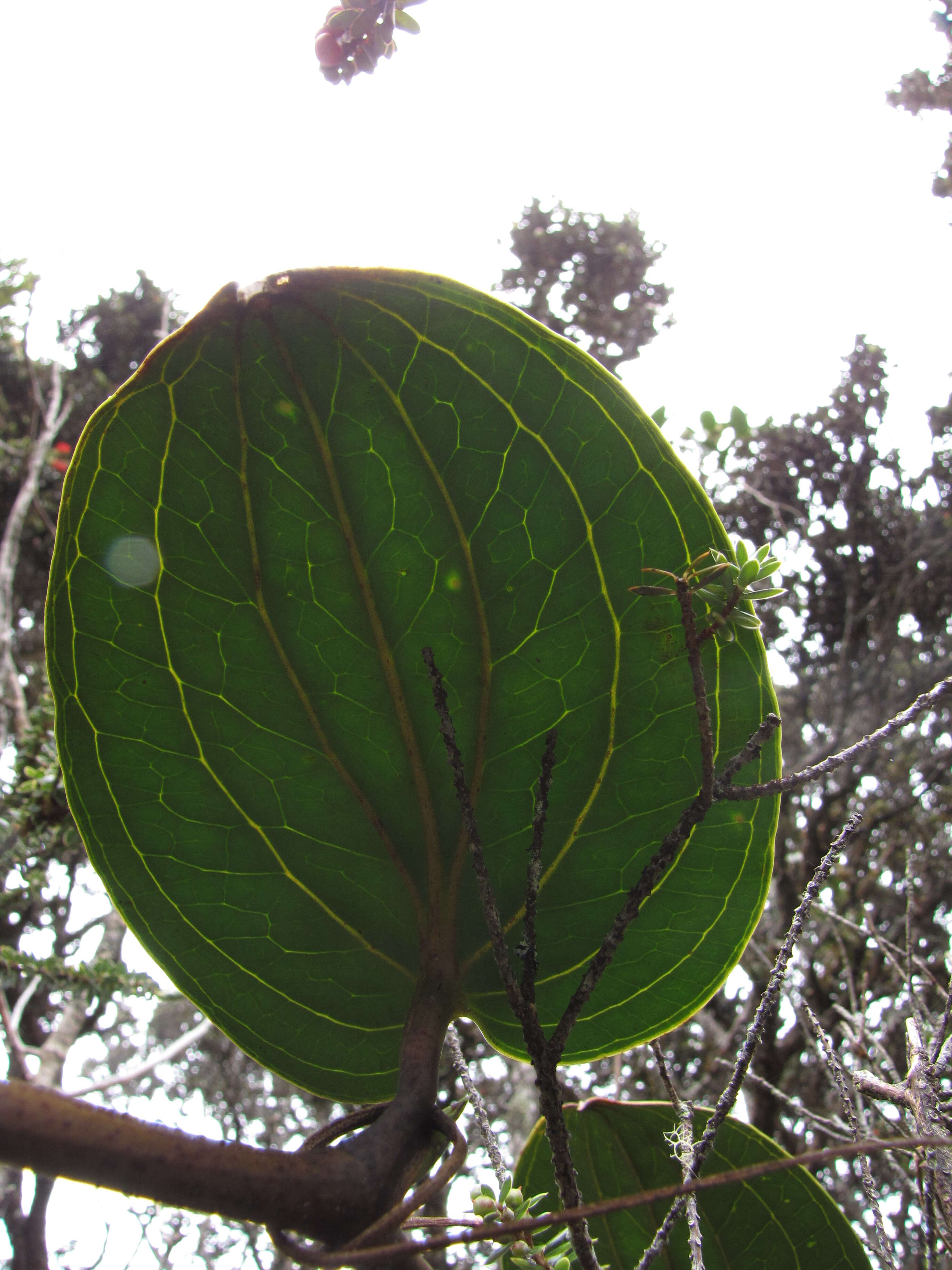 Image of Hawai'i greenbrier