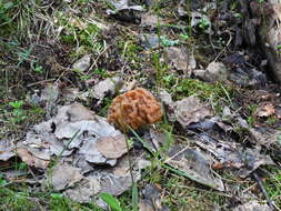 Plancia ëd Gyromitra gigas (Krombh.) Cooke 1878