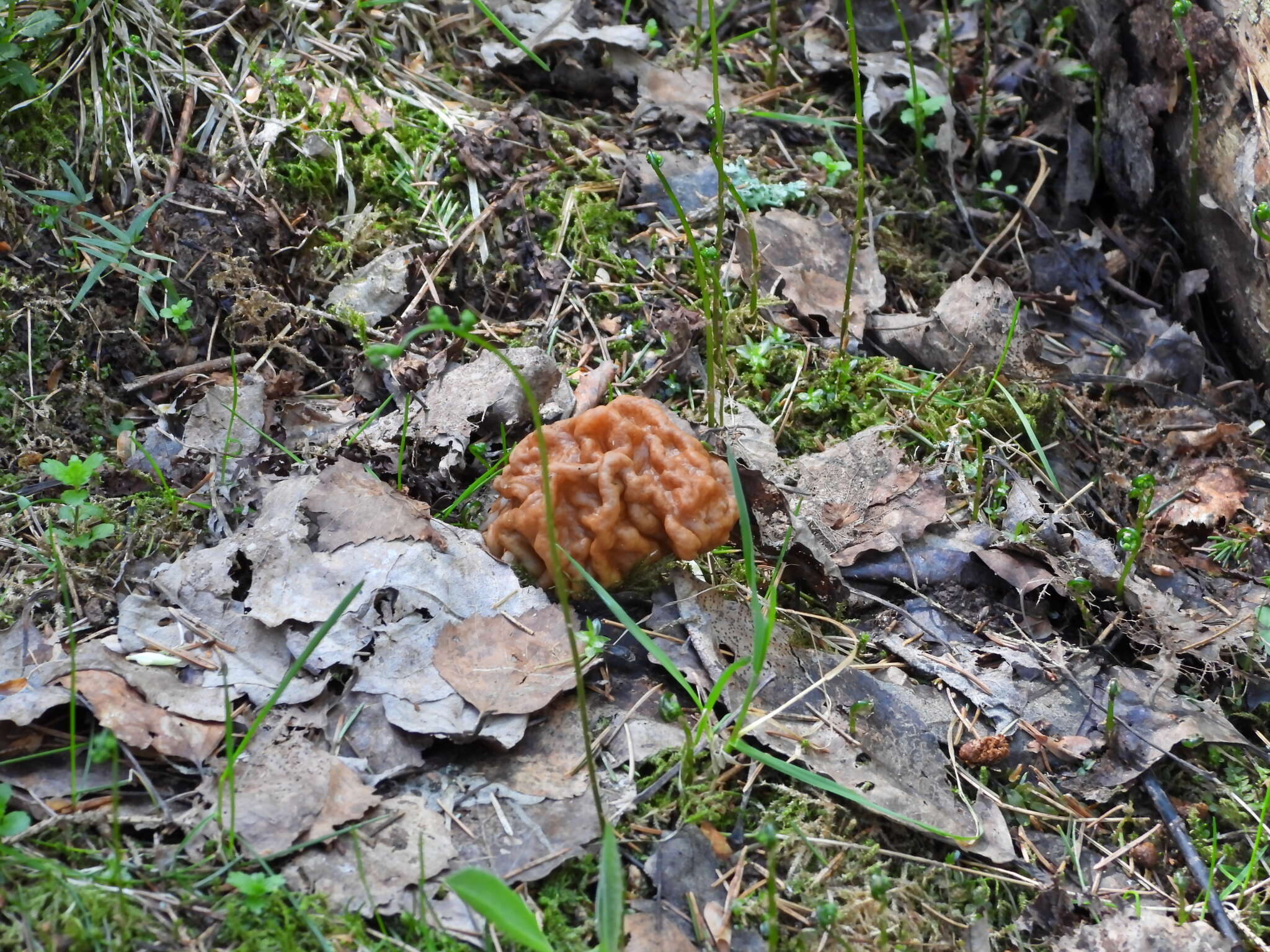 Plancia ëd Gyromitra gigas (Krombh.) Cooke 1878