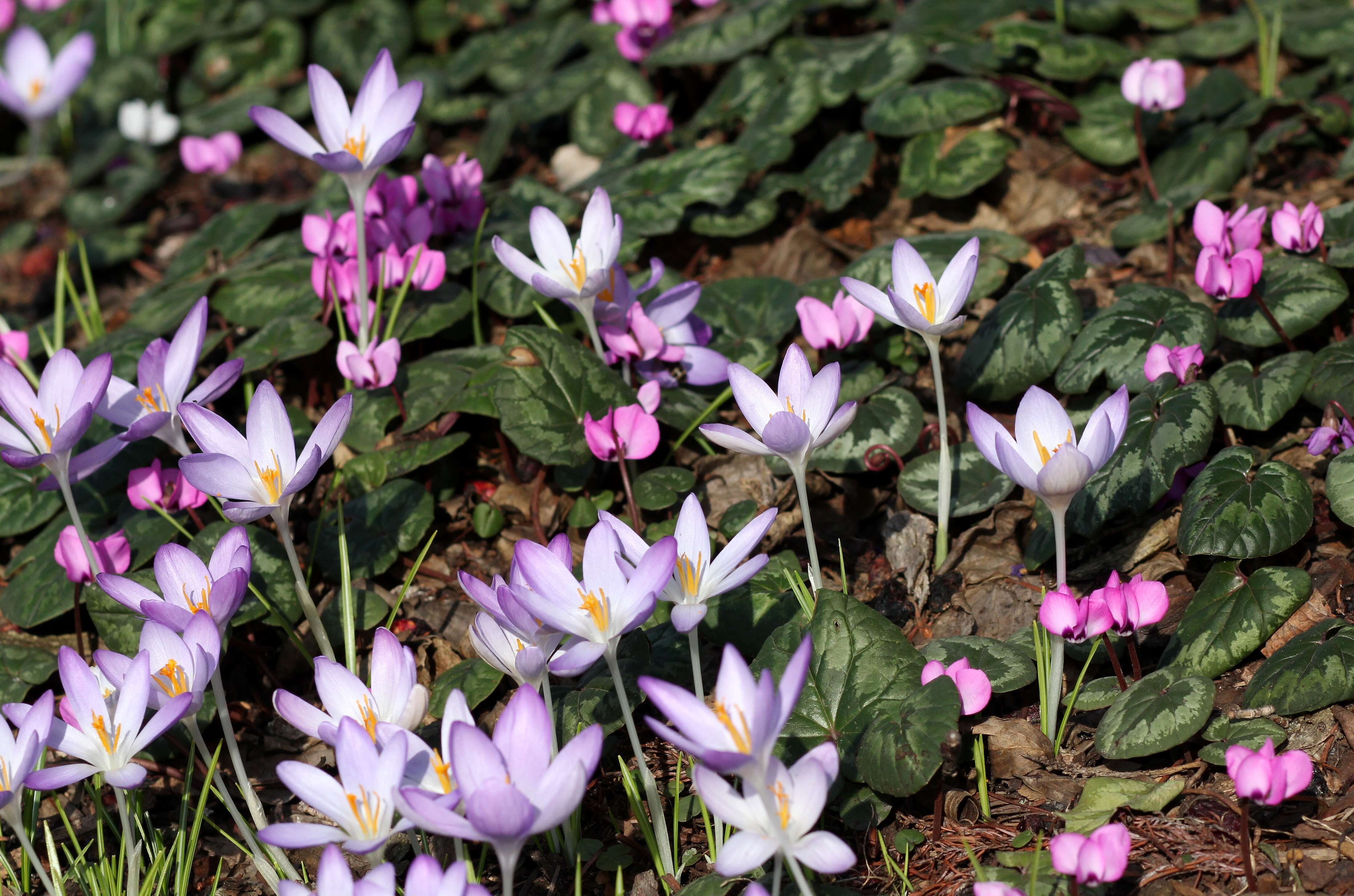 Image of Cyclamen coum Miller