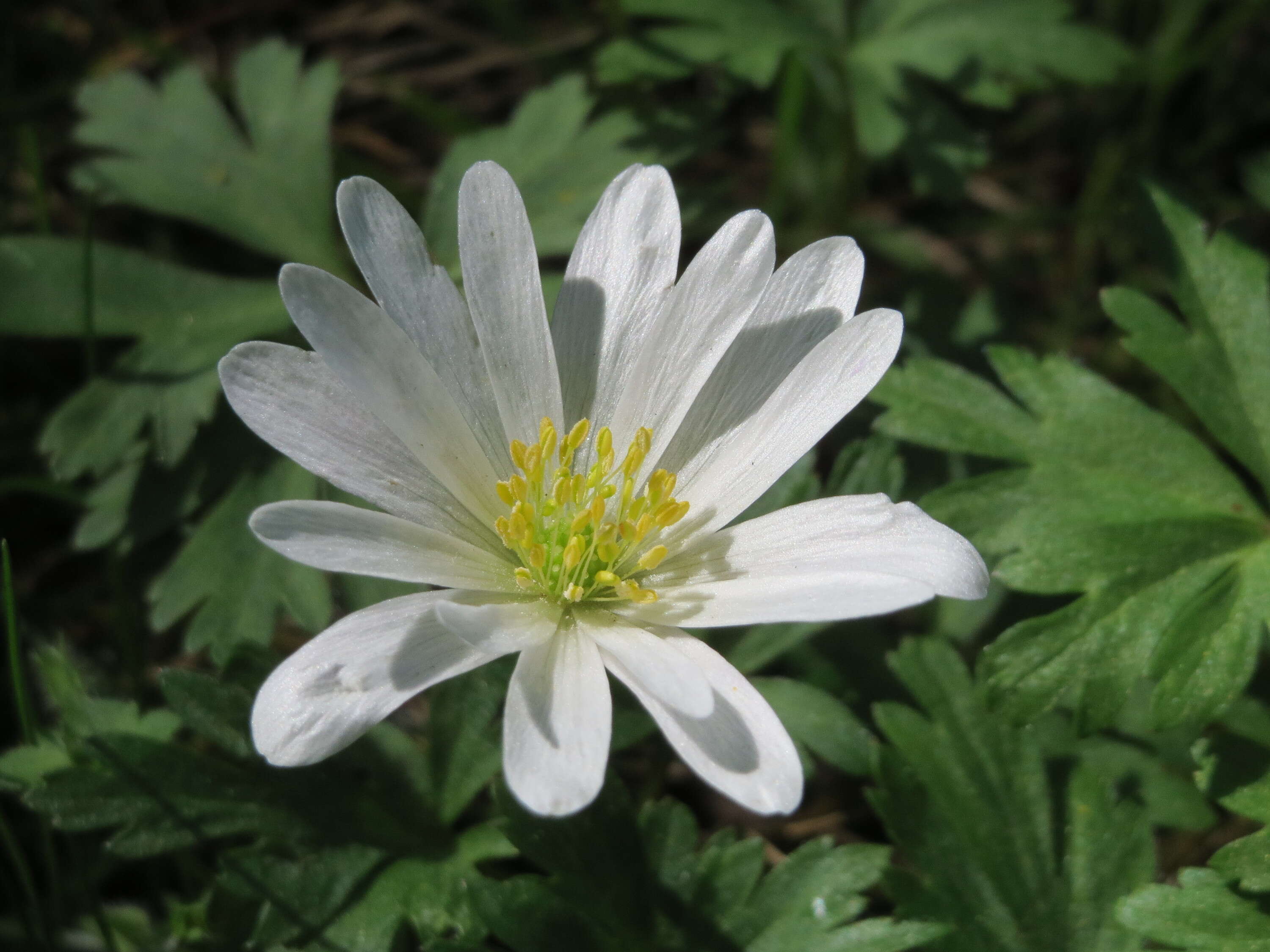 Image of Balkan Anemone