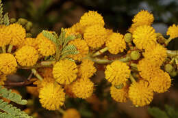 Imagem de Vachellia karroo (Hayne) Banfi & Galasso