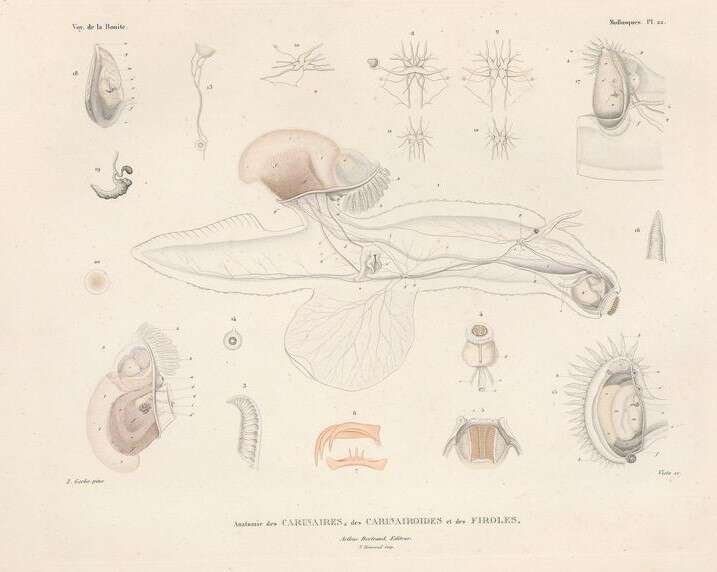 Image of Pterotrachea Forsskål 1775