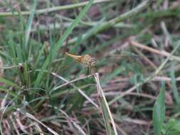 Image of Rainpool Gliders