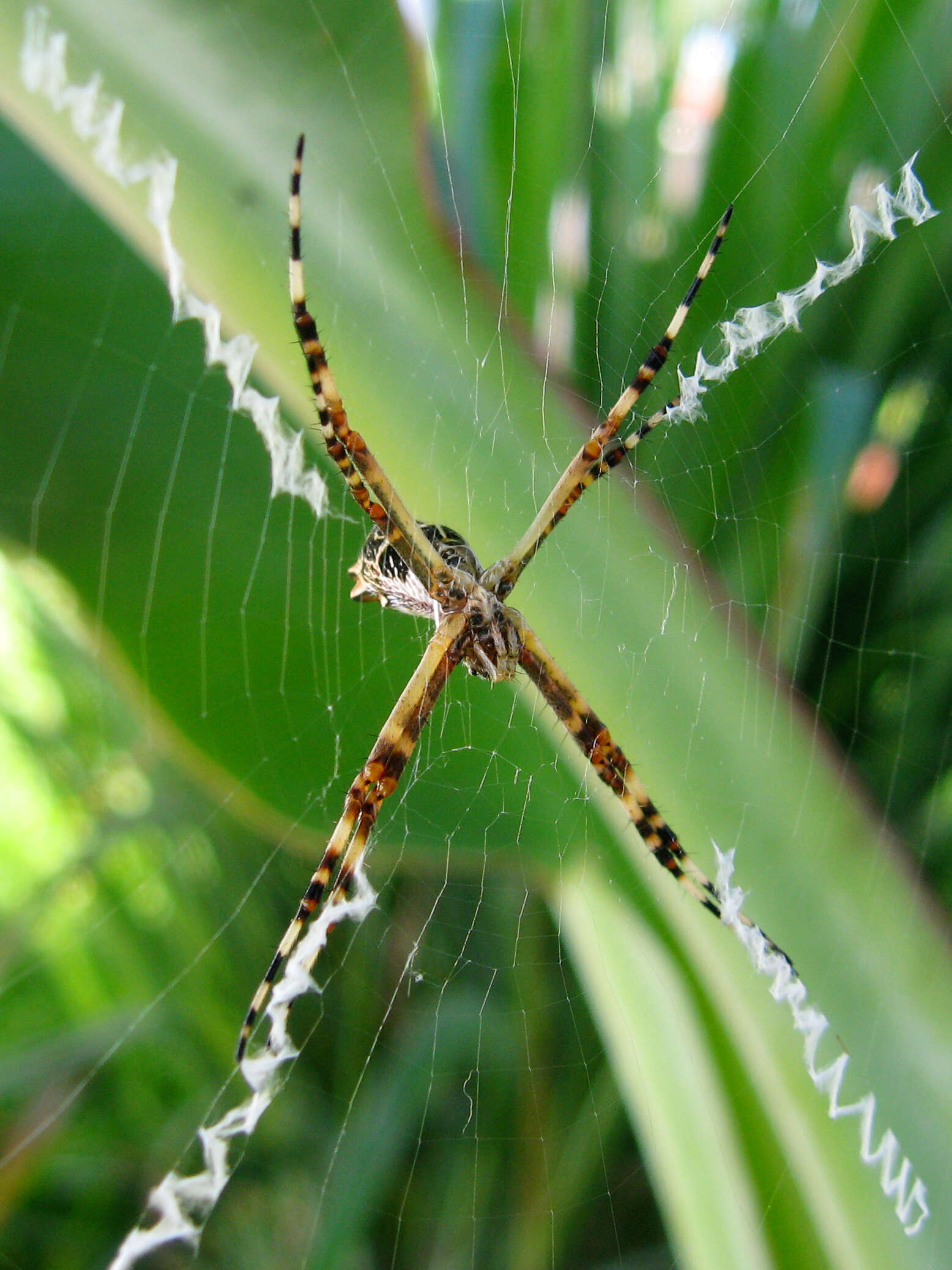 Image of Silver Argiope