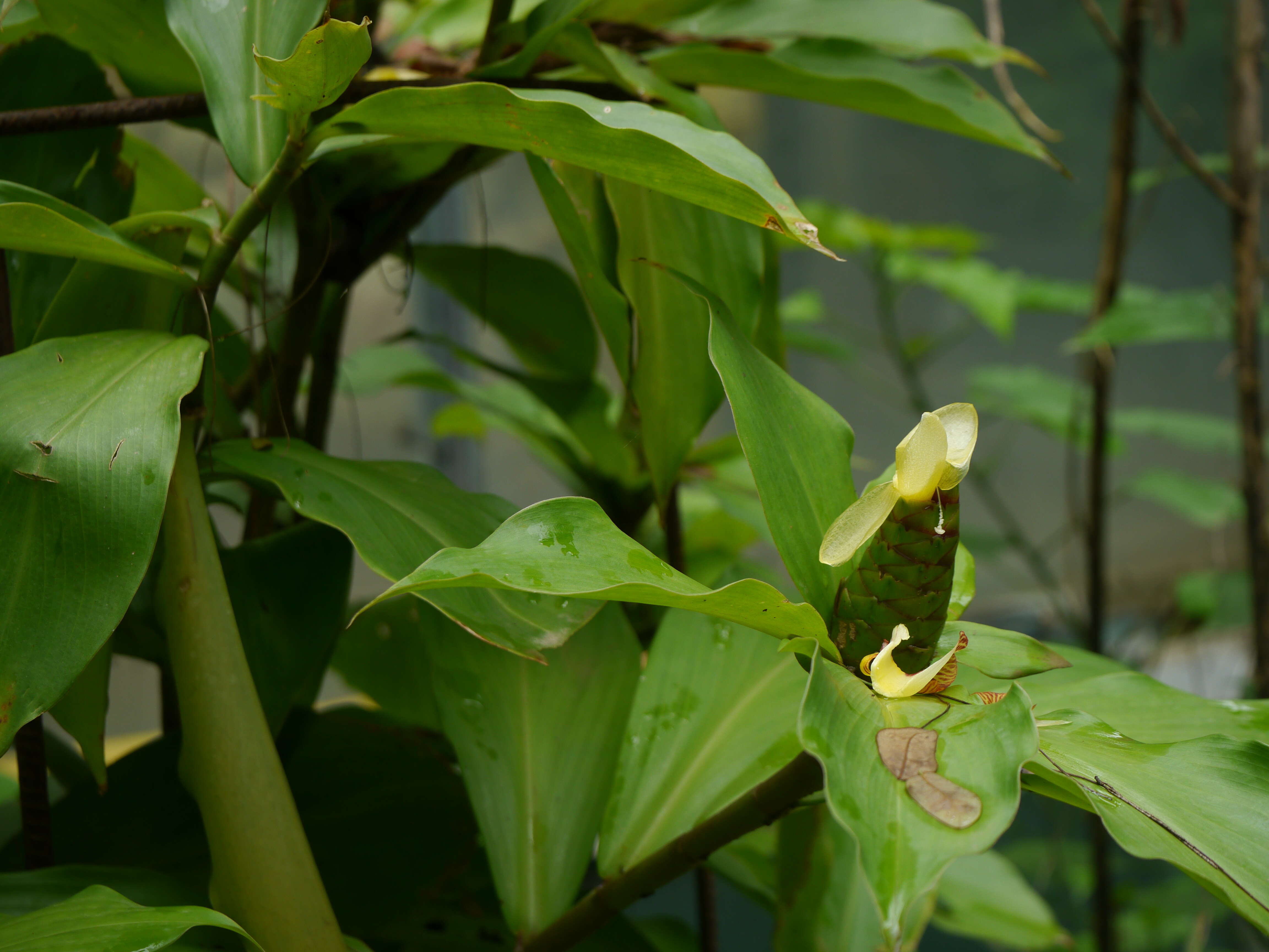 Image of stepladder ginger