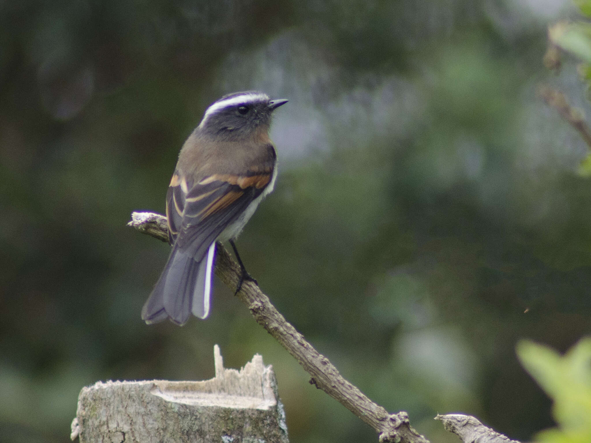 Image of Rufous-breasted Chat-Tyrant