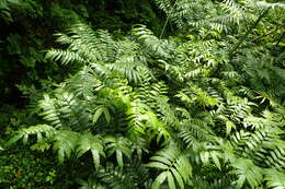 Image of angiopteris fern