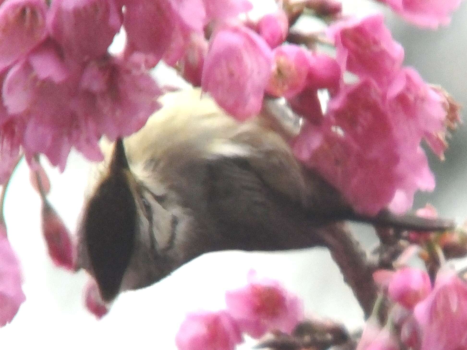 Image of Formosan Yuhina