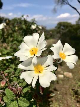 Image of salvia cistus