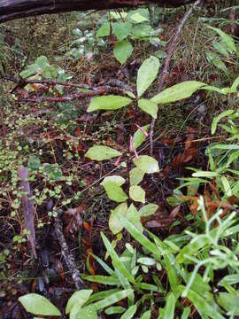 Image of Alseuosmia quercifolia A. Cunn.