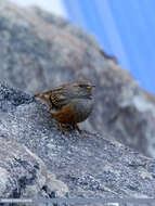 Image of Alpine Accentor