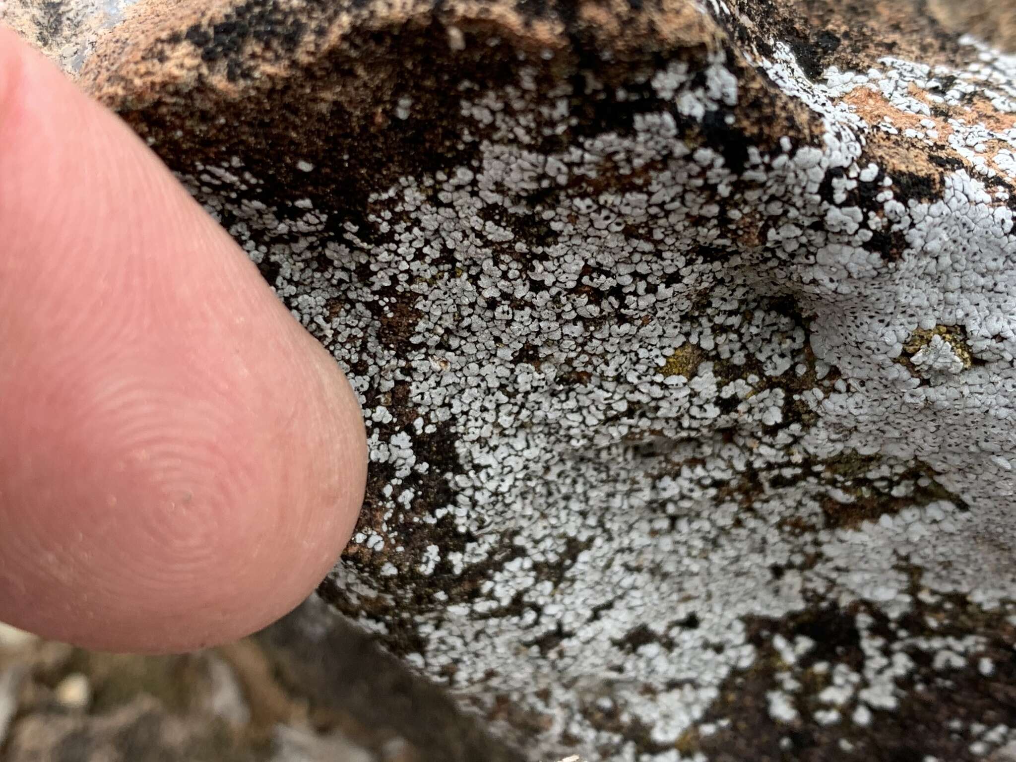 Image of Hoary cobblestone lichen;   Cracked lichen