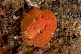 Image of Red lattice slug