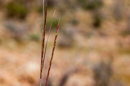 Image de Schizachyrium scoparium (Michx.) Nash