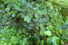 Image of colchis ivy