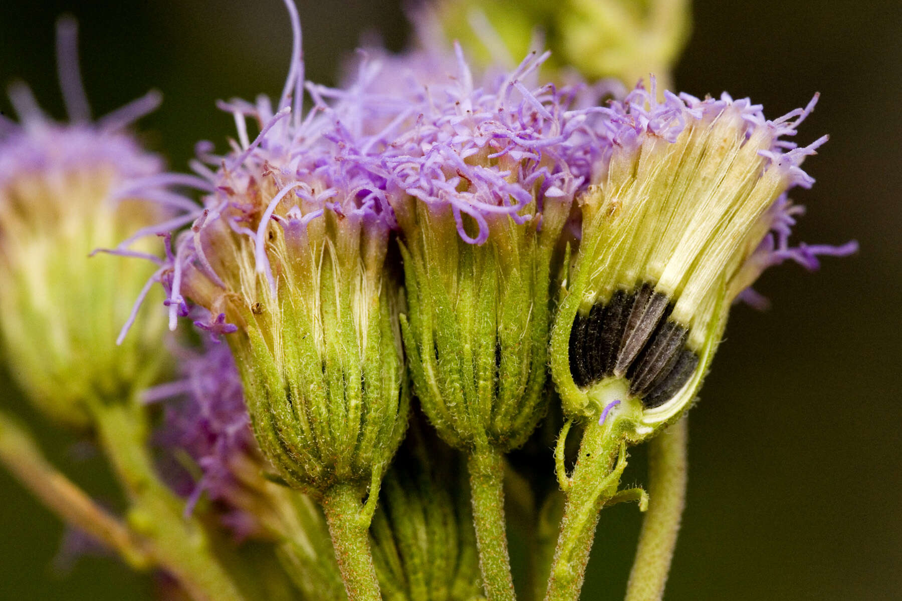 Image of Pinked Mistflower