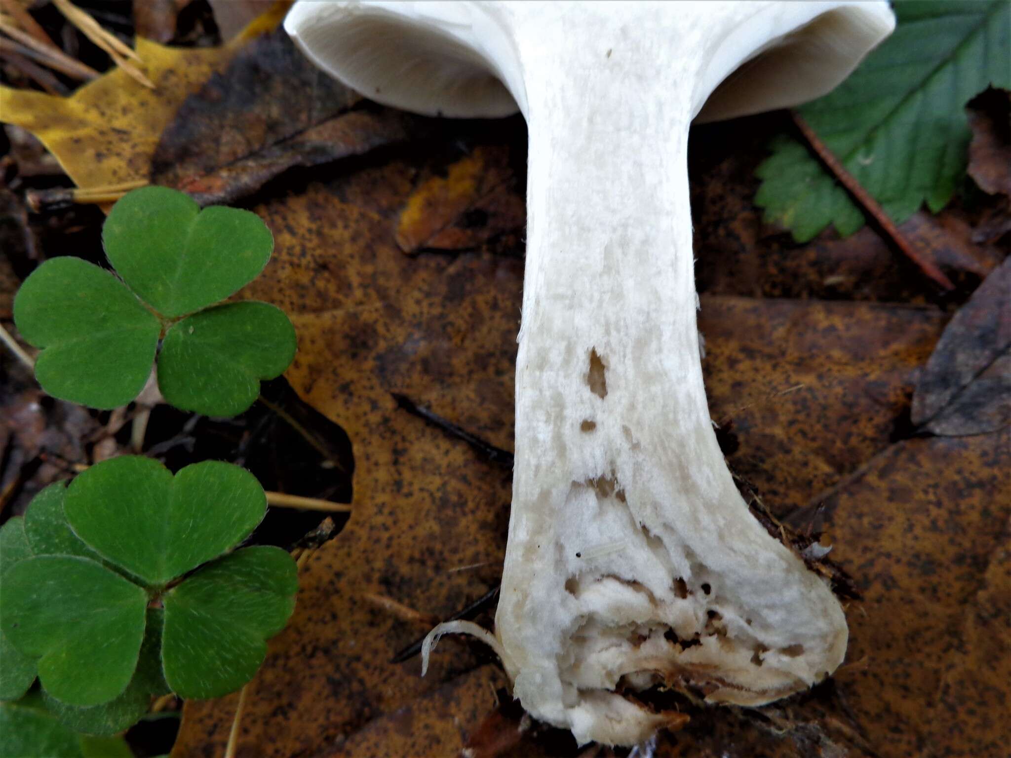 Image of Clitocybe nebularis (Batsch) P. Kumm. 1871