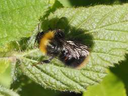 Plancia ëd Bombus pratorum (Linnaeus 1761)