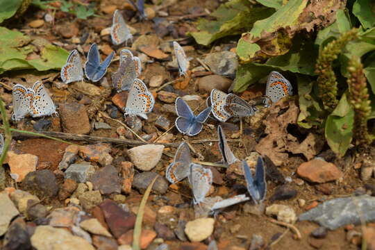 Image of Plebejus melissa