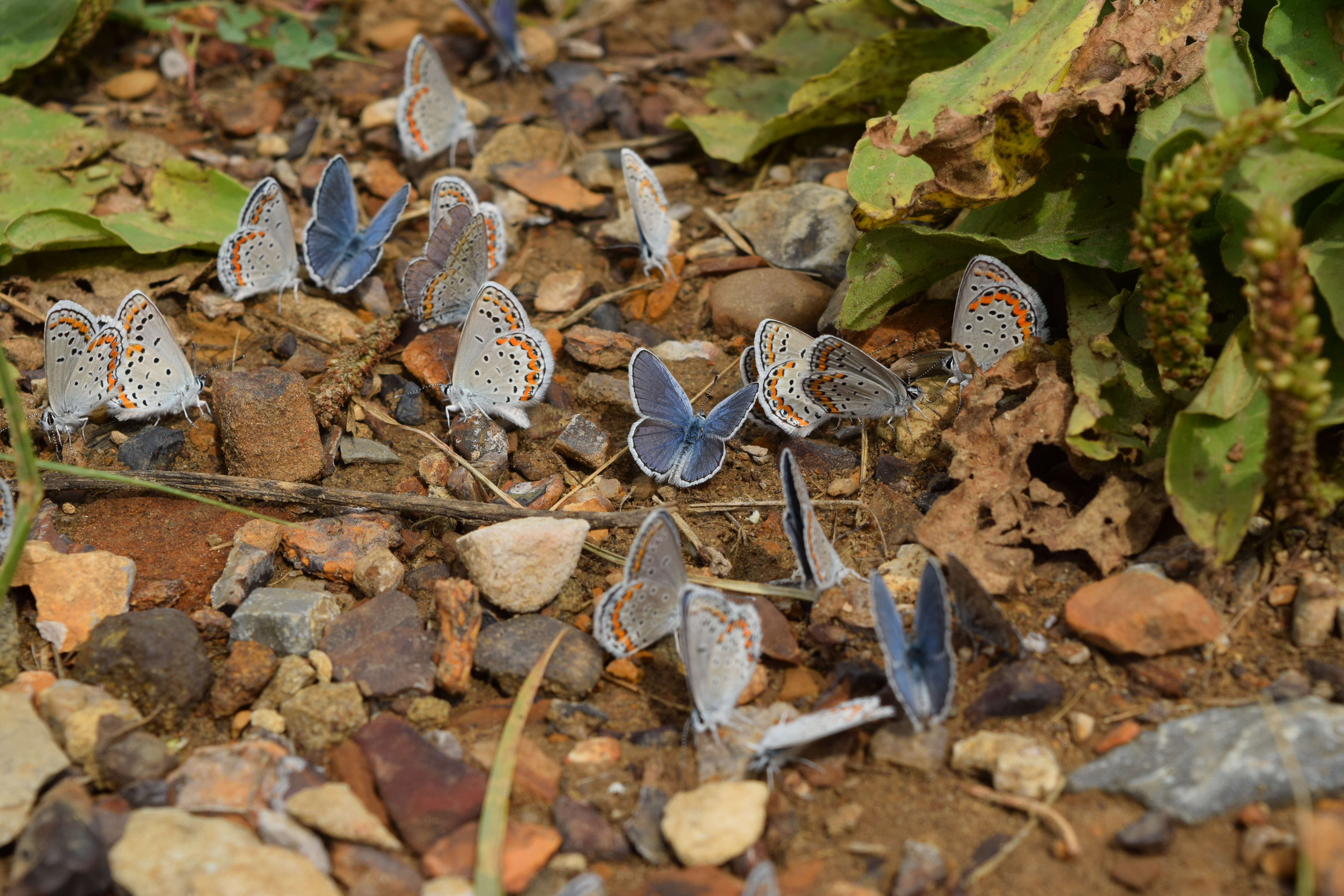 Image of Plebejus melissa