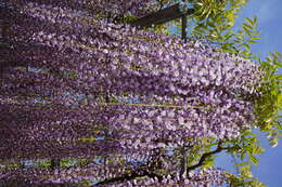 Plancia ëd Wisteria floribunda (Willd.) DC.