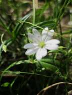 Image of wood stitchwort