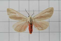 Image of Spilarctia contaminata (Wileman 1910)