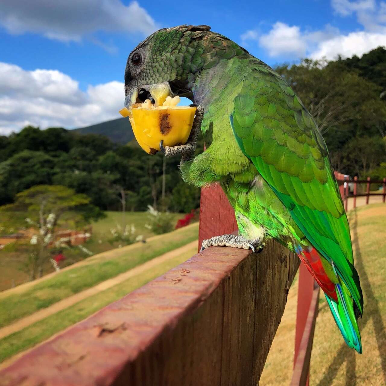 Image of Scaly-headed Parrot