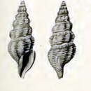 Image of Pleurotomella clathurellaeformis Schepman 1913