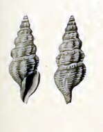 Plancia ëd Pleurotomella clathurellaeformis Schepman 1913