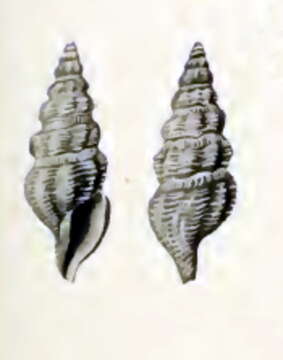 Image of Pleurotomella clathurellaeformis Schepman 1913