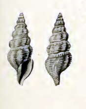 Plancia ëd Pleurotomella clathurellaeformis Schepman 1913