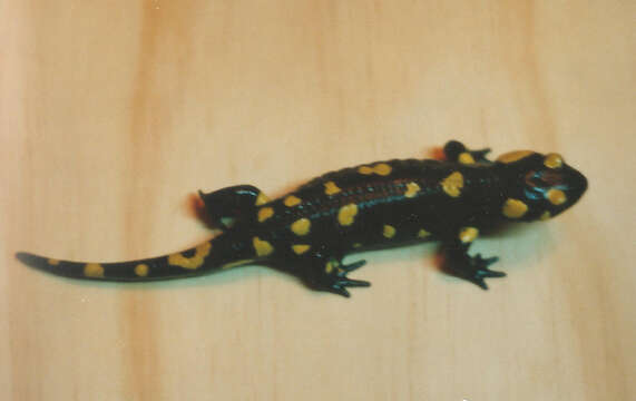 Salamandra longirostris Joger & Steinfartz 1994的圖片