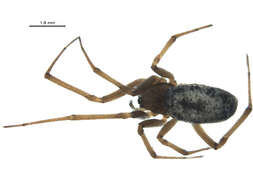 Image of Enoplognatha joshua Chamberlin & Ivie 1942