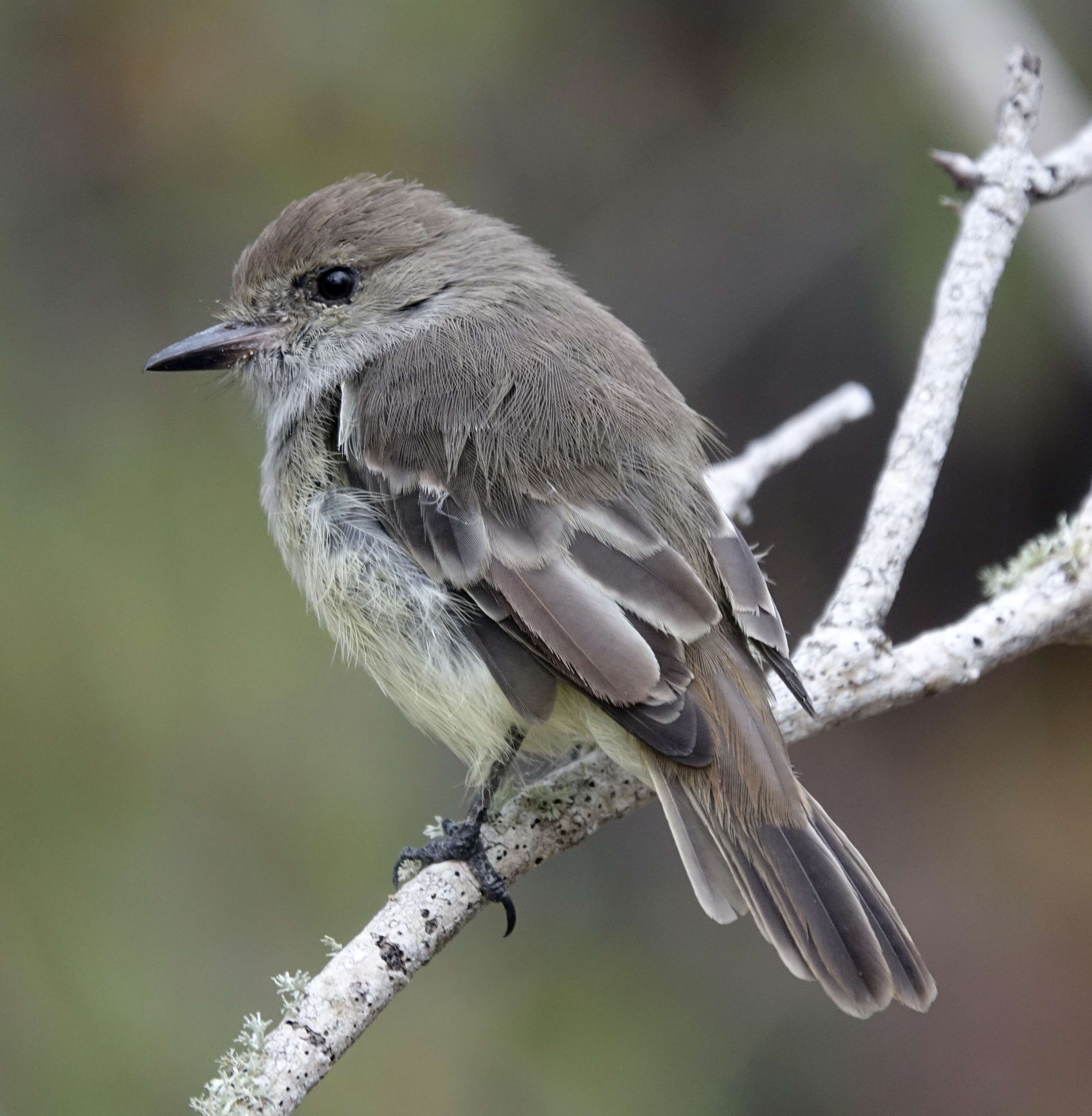 Image of Galapagos Flycatcher