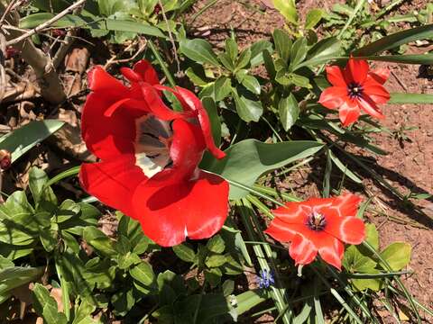 Image of Tulipa linifolia Regel