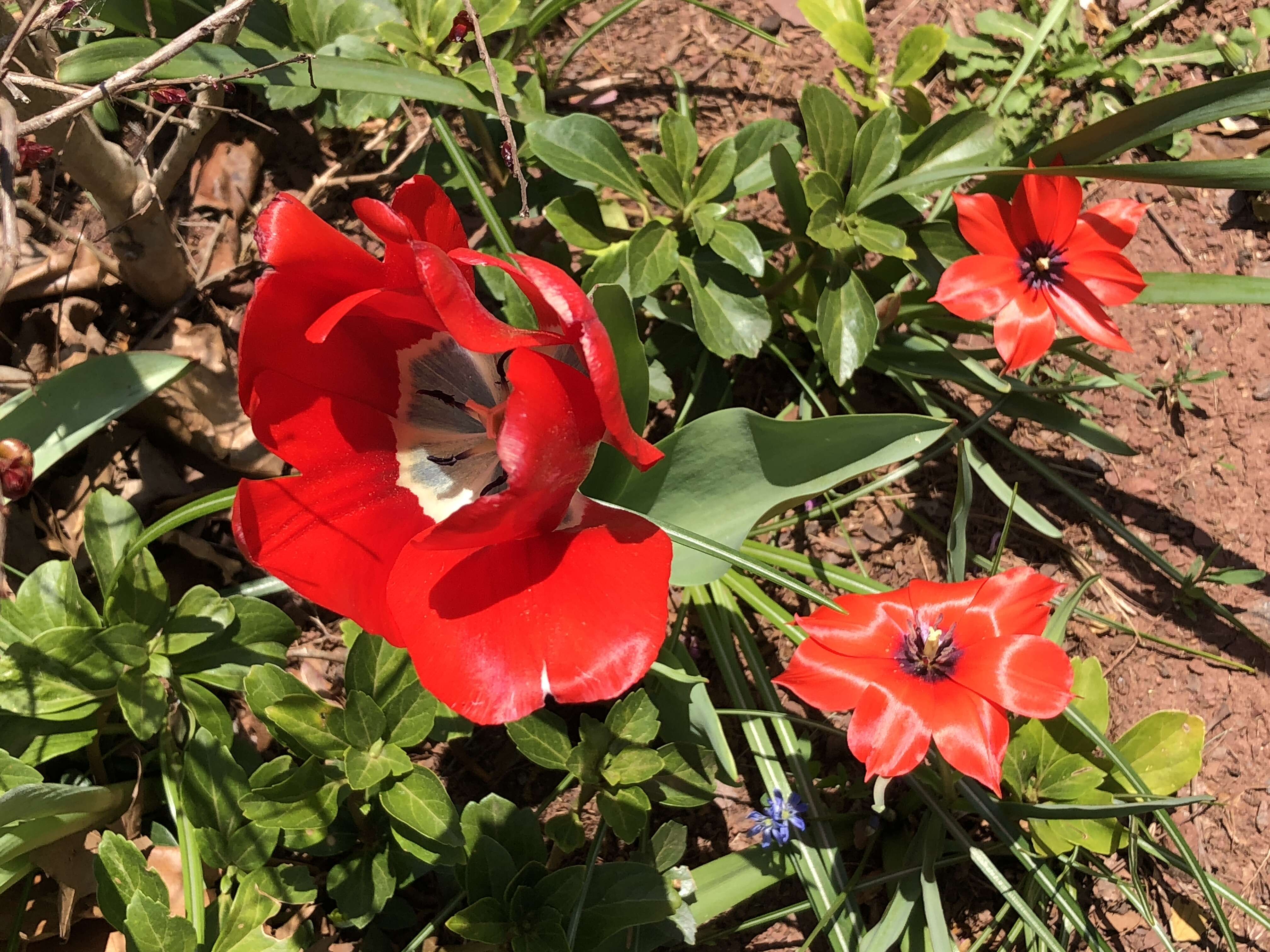 Image of Tulipa linifolia Regel