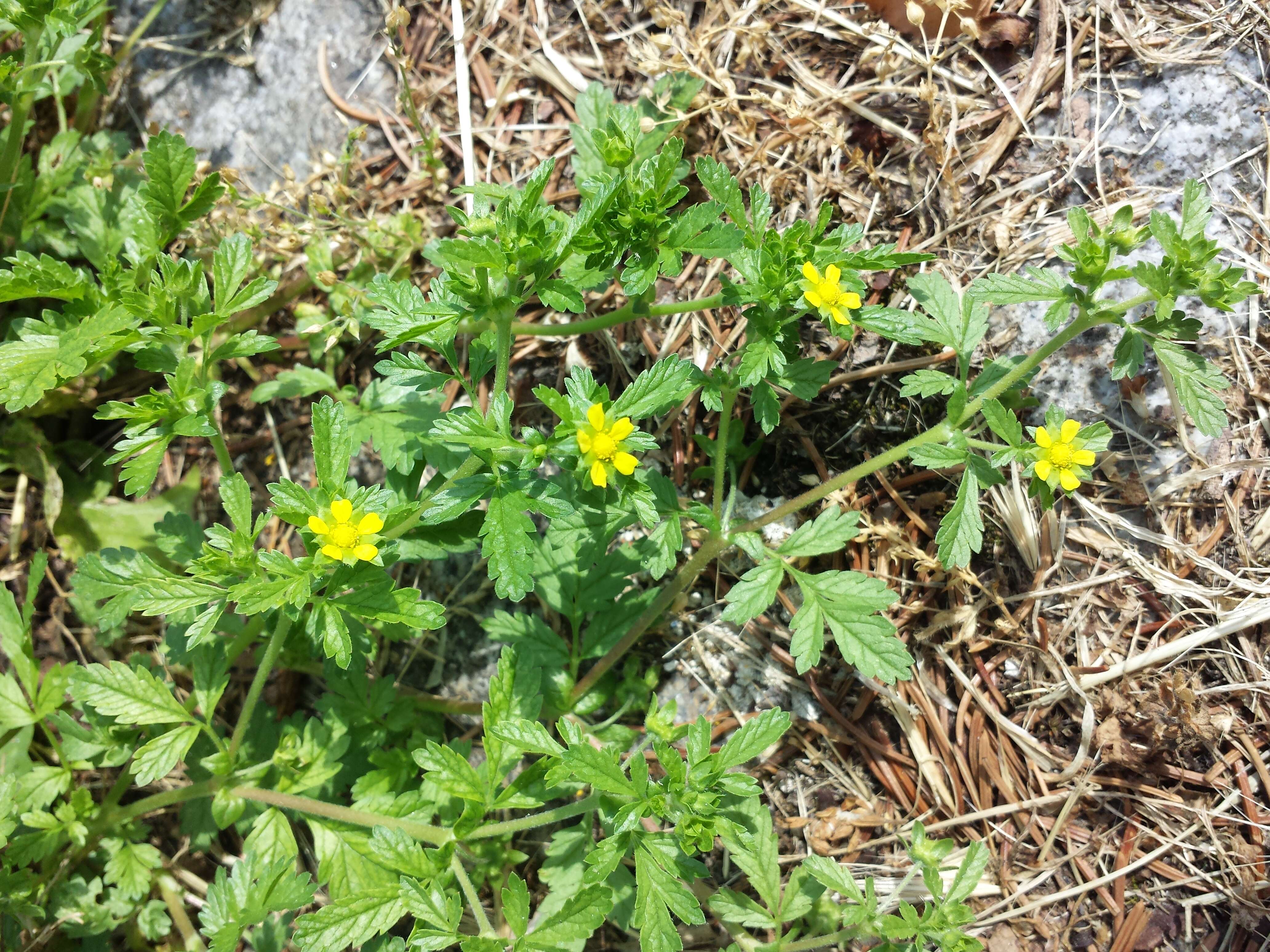 Image of Bushy Cinquefoil