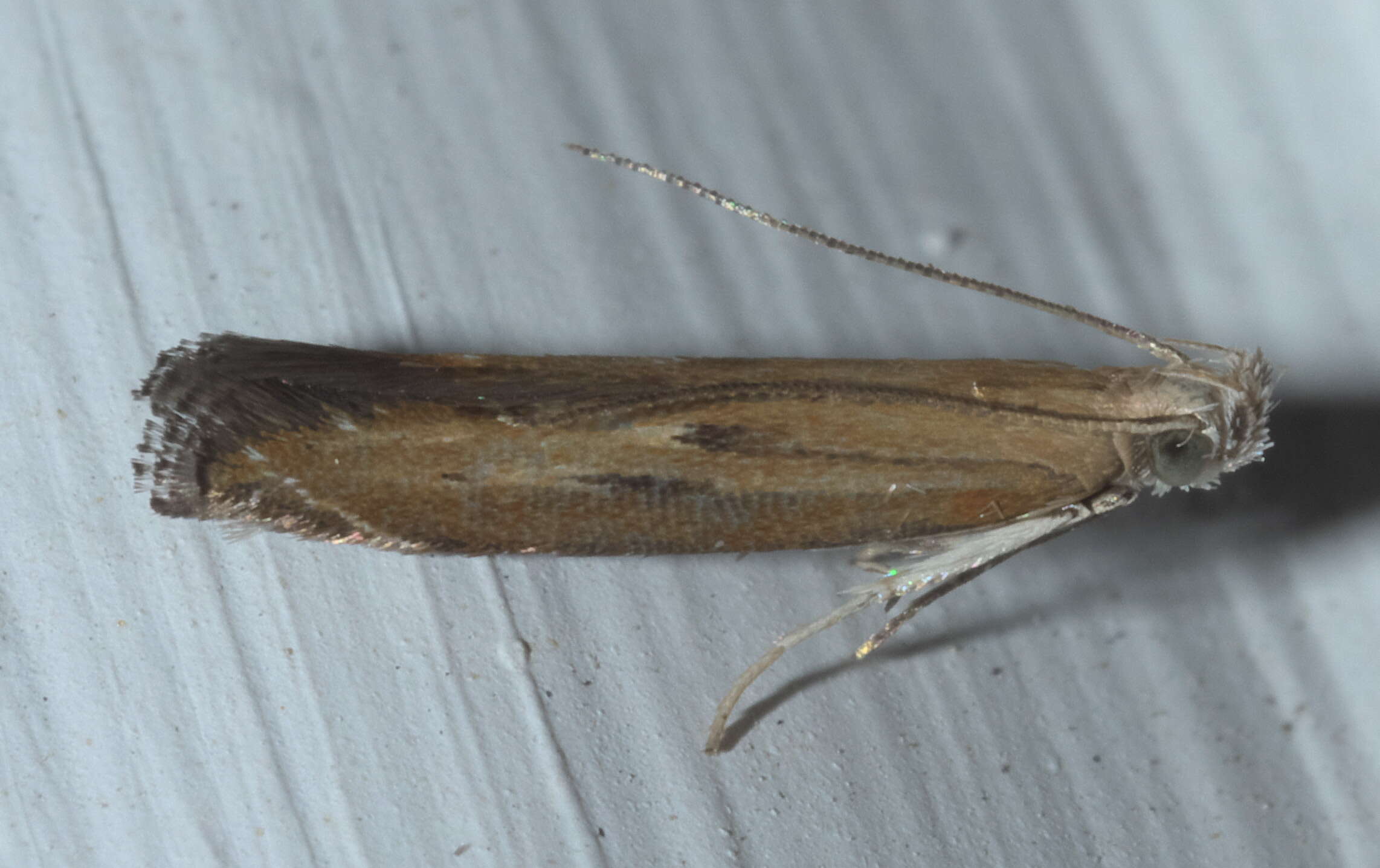 Image of Isophrictis anteliella Busck 1903