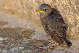 Imagem de Sturnus unicolor Temminck 1820