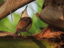 Image of Bicolored Wren