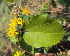 Image of Grewia tiliifolia Vahl